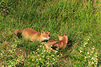 young foxes