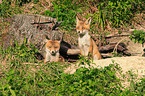 young foxes