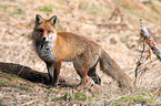 red fox