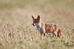 red fox