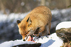 red fox