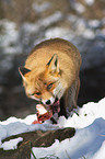 red fox