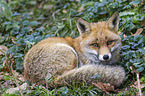 red fox