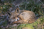 red fox