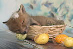 red fox cub