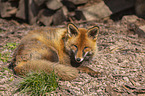 red fox