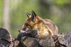 red fox