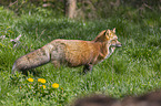 red fox