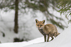 young red fox