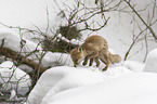 young red fox