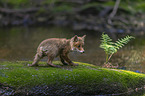 cub
