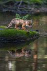 cub