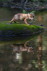 cub