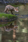 cub