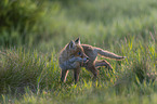 cub