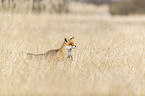 running red fox