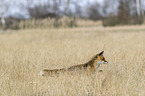 running red fox