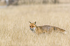 standing red fox