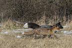 silver fox with red fox