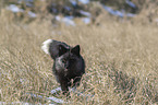 red fox runs through the snow