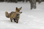 walking red fox