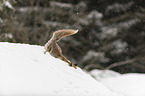 red fox in the snow