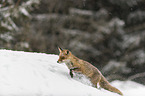 red fox runs through the snow