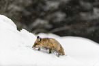 red fox runs through the snow