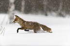 red fox runs through the snow