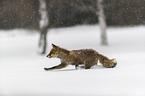 red fox runs through the snow