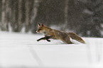 red fox runs through the snow