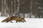 red fox runs through the snow