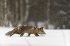 red fox runs through the snow