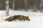 red fox runs through the snow