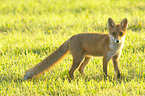 standing Red Fox