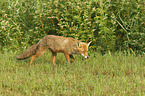 walking Red Fox