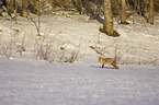 standing Red Fox