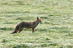 standing Red Fox