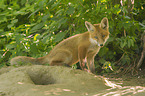 sitting Red Fox