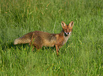 standing Red Fox