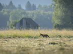 standing Red Fox