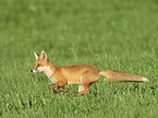 running Red Fox