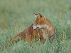 standing Red Fox