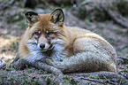 lying Red Fox