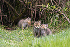 Red Fox Puppies