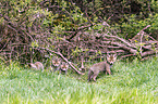 Red Fox Puppies