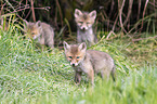 Red Fox Puppies