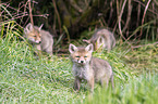 Red Fox Puppies