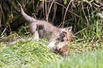 palying Red Fox Puppies