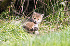 palying Red Fox Puppies